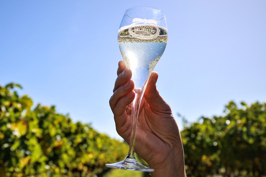 A hand holds up a glass of sparkling white wine in the sun
