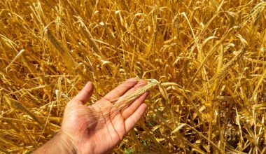 Experts reveal how a major food crisis might happen in the UK, and what we can do to stop it