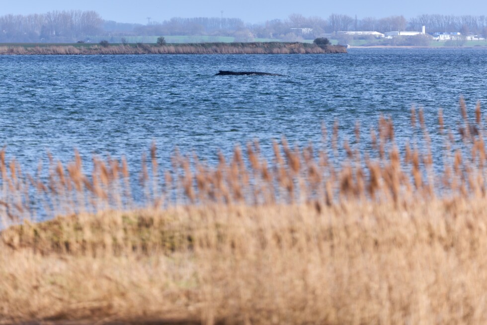 Whale stranded again off Germany's Baltic coast