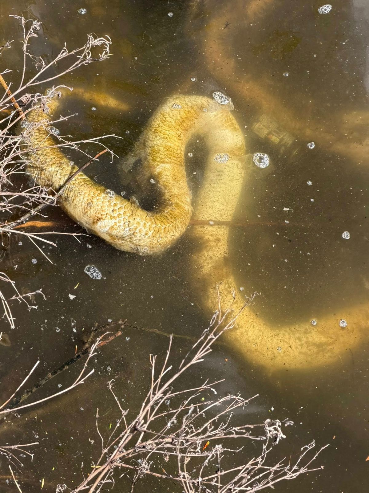 The python was pulled from Babbs Mill Lake in Solihull