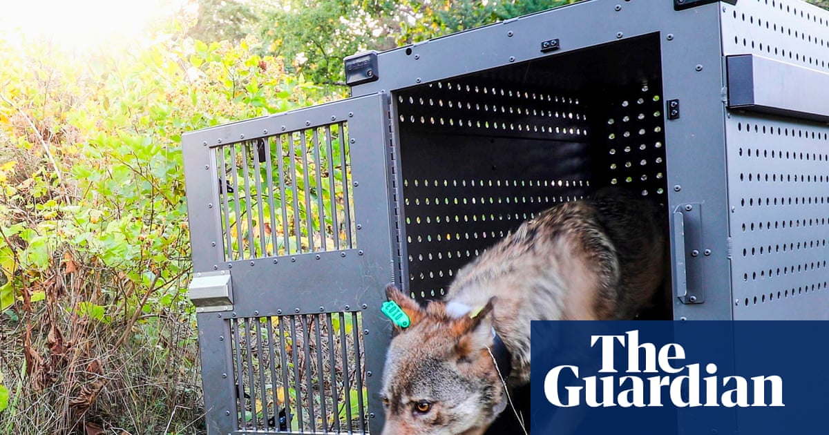 Lake Superior’s wolves thriving as packs prey on moose, researchers say | US news - United Kingdom