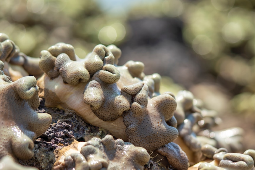 A textured piece of yellow and brown coral.