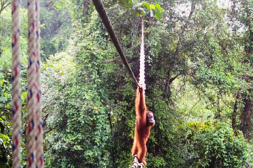 Sumatra orangutan shown crossing canopy bridge for first time