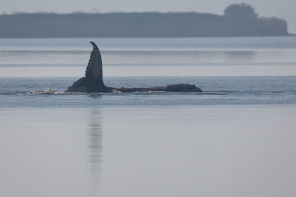 What to know about Timmy the humpback whale stranded in the Baltic Sea
