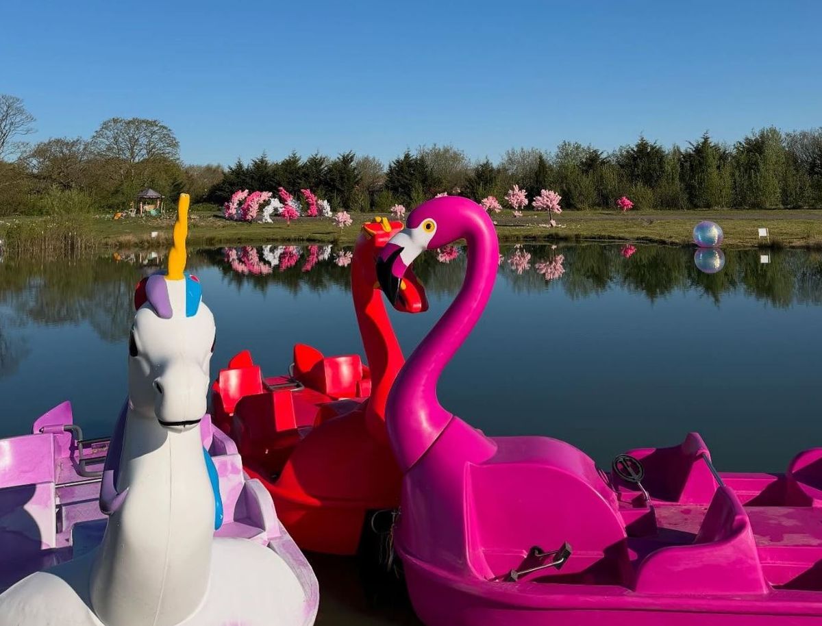 There are different pedalos to pick