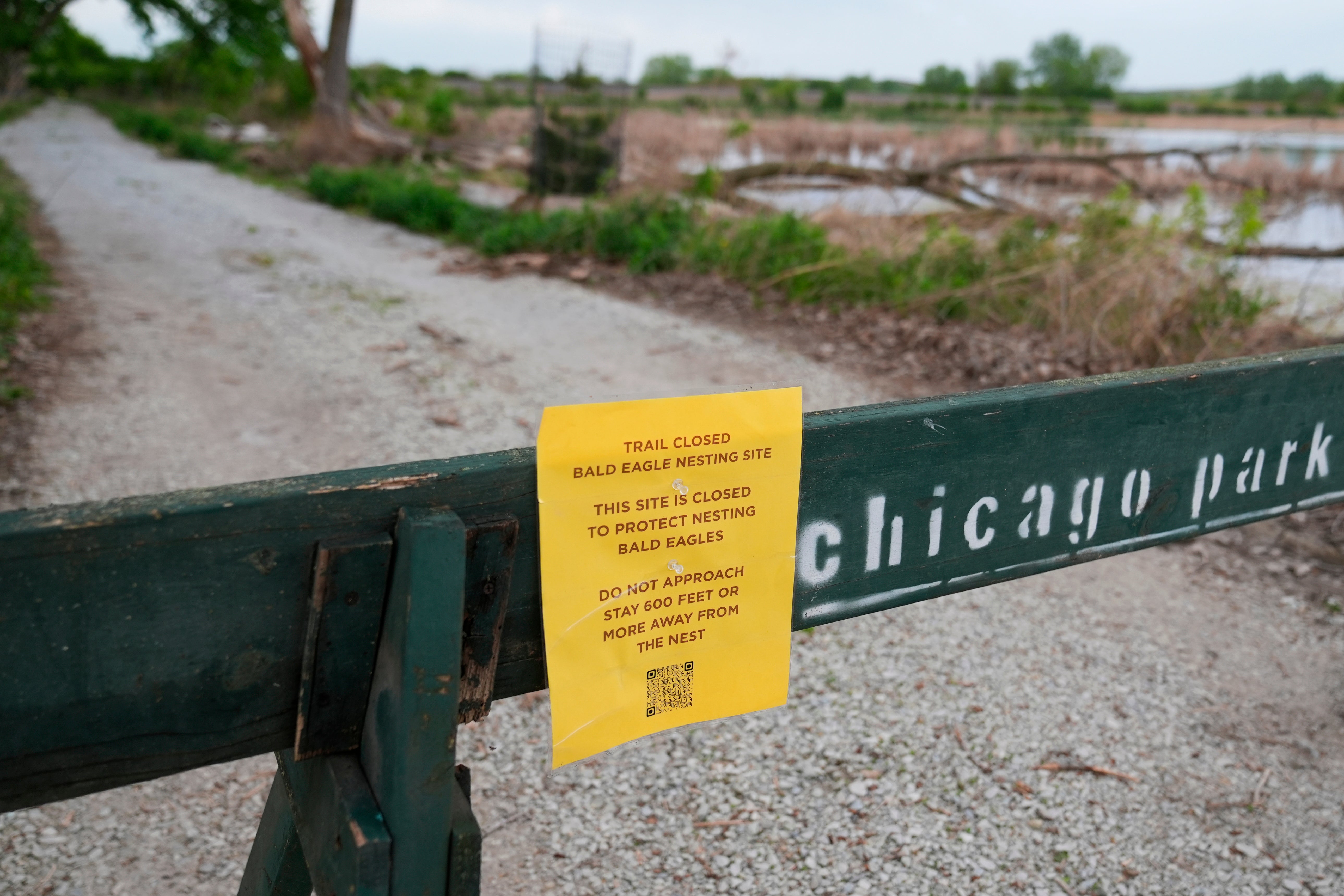 A trail closed sign is posted near the site where a pair of bald eagles are raising two eaglets on the south side of Chicago
