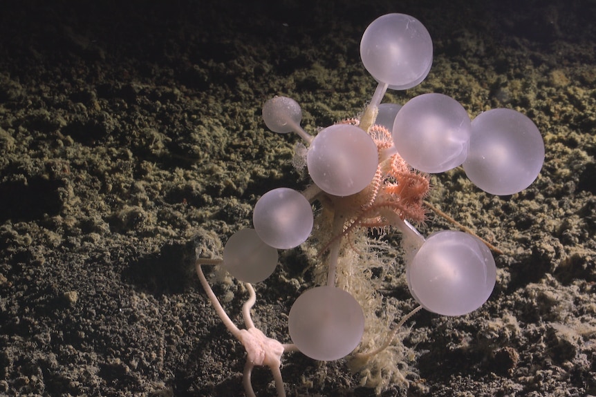 A bulbous tree stretches from the sand, hanging in the water.