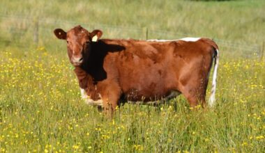 The UFU believes imported beef is placing further downward pressure on local farmgate prices