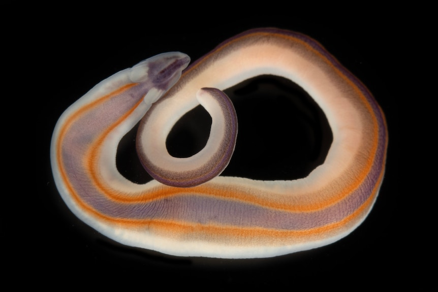 A curling, translucent worm.