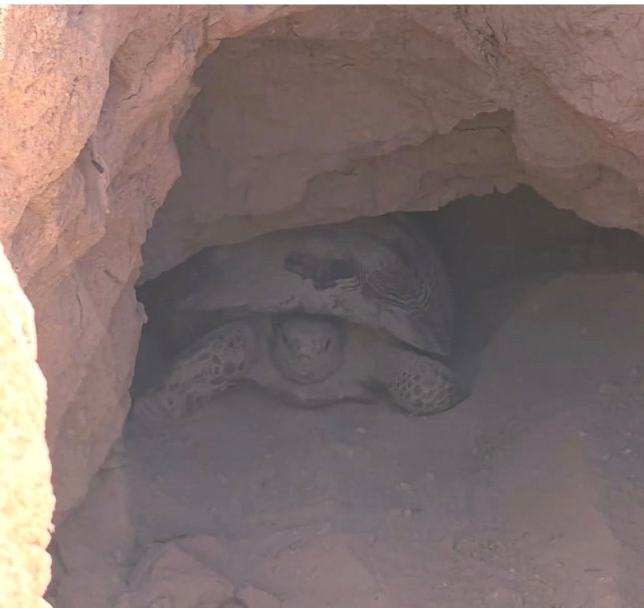 Local elementary school students participate in a contest to predict when Mojave Max will emerge for the spring