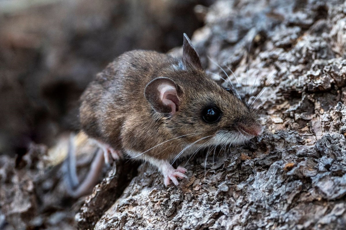 Hantavirus: What are the symptoms and how does it spread amid deadly cruise ship outbreak