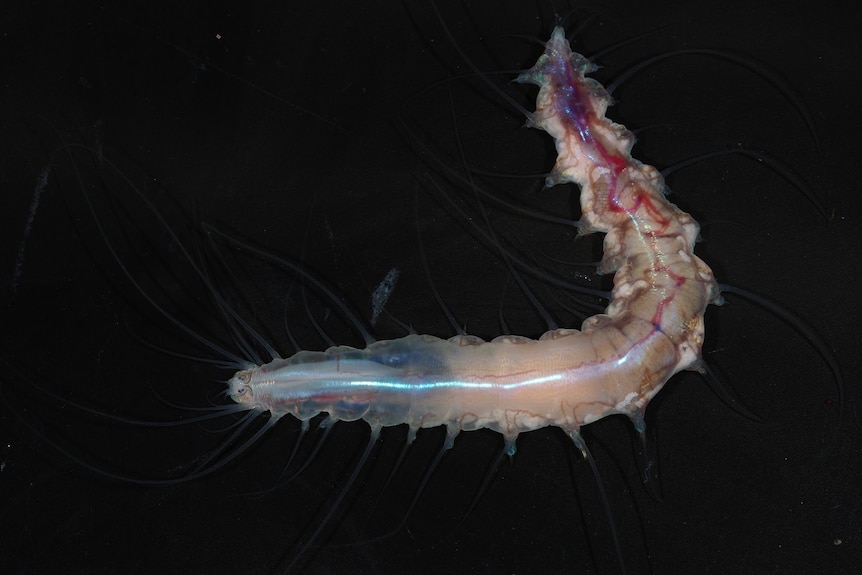 A strange looking worm multi-coloured with prongs stretching out from its body.