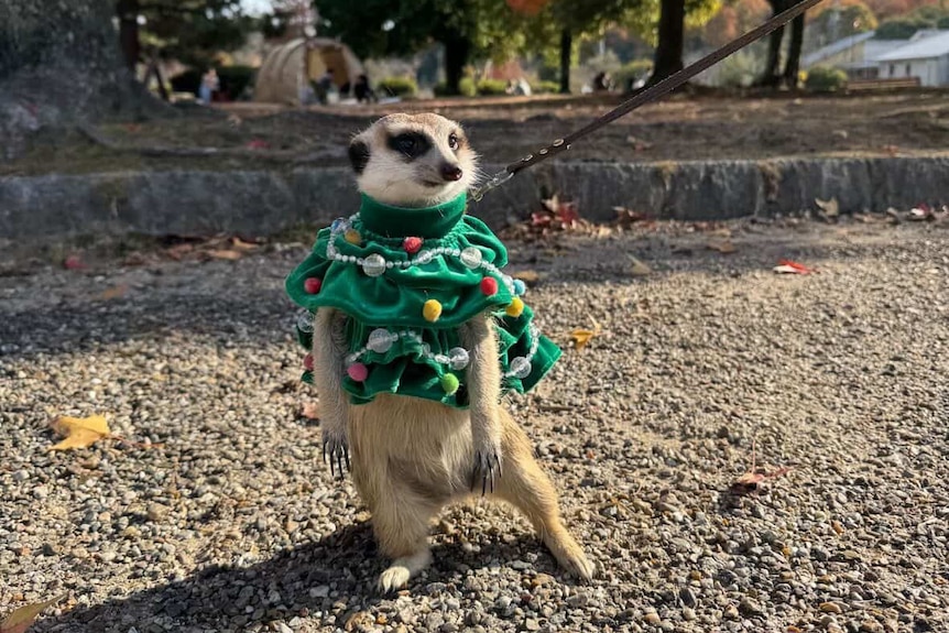 A meerkat on a lead wearing a woolly jumper.