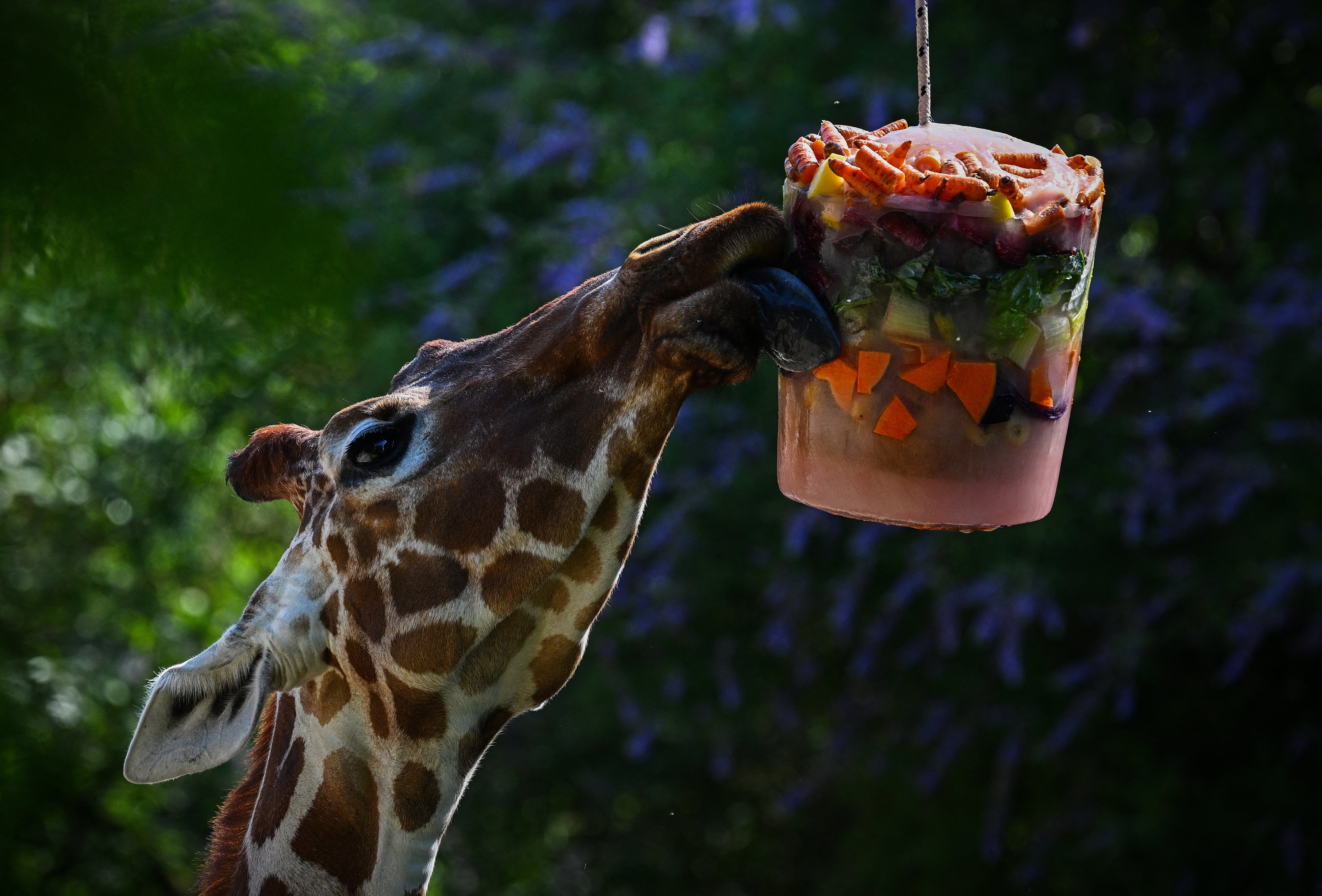 A giraffe eats frozen fruit and vegetables at Rome’s Zoological Garden as the heatwave grips on Friday