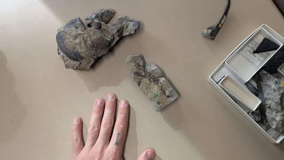 Experts revisited fossils that had been in London’s Natural History Museum for more than 100 years. - Sam Bond/NHM