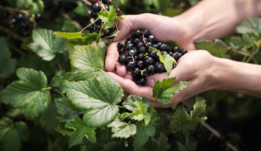 Research shows blackcurrant improves strength and focus, not sprint power