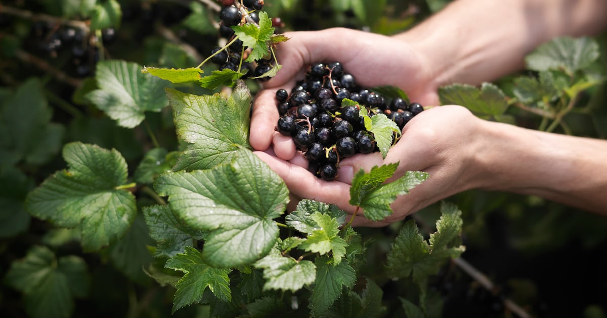Research shows blackcurrant improves strength and focus, not sprint power