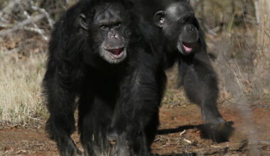 Humans and apes laugh in similar ways, study suggests