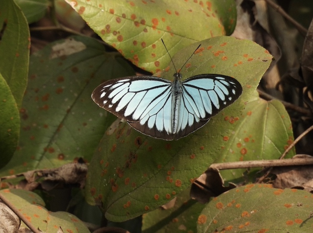 Londoners urged to join butterfly count as species face decline
