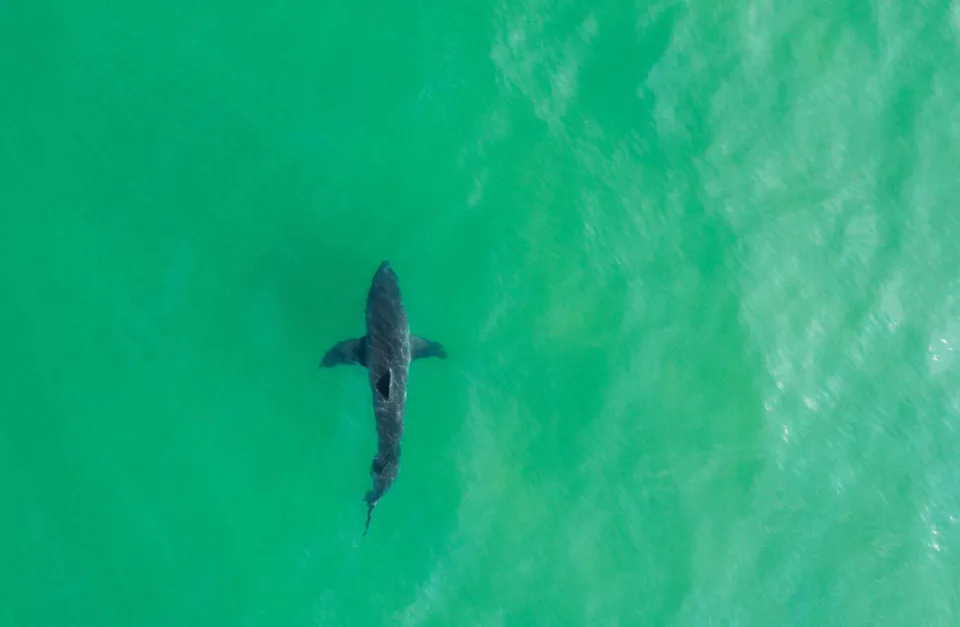 Aerial photo of a great white shark from Cape Cod, Massachusetts