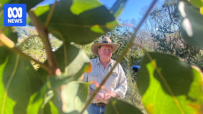Coffee Camp cattle farmer plants 14,000 trees for flood mitigation