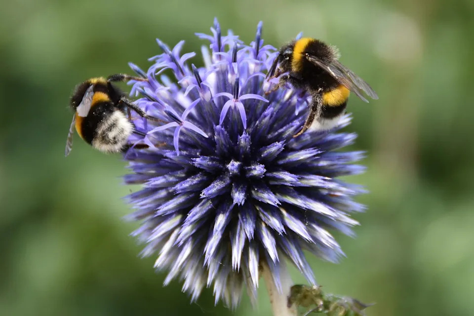 <a href="https://www.pexels.com/photo/two-bumblebees-on-purple-globe-thistle-close-up-33051038/" rel="nofollow noopener" target="_blank" data-ylk="slk:Photo by Marc Nesen via Pexels;elm:context_link;itc:0;sec:content-canvas" data-yga="{"yLinkElement":"context_link","yModuleName":"content-canvas","yLinkText":"Photo by Marc Nesen via Pexels"}" class="link ">Photo by Marc Nesen via Pexels</a>