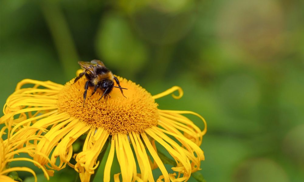 Bumblebees show emotions through facial expressions just like mammals
