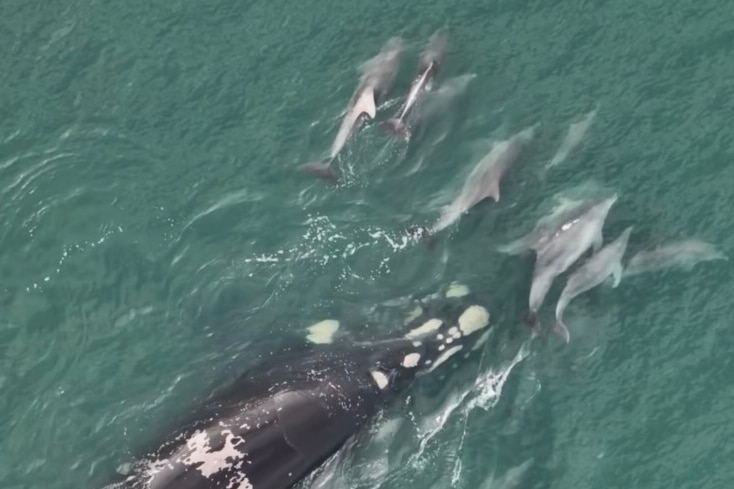 A pod of dolphins at top end of whale's body