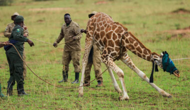 Giraffes given a new home in Uganda to escape oil drilling in the country's largest park