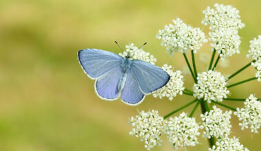 Britain 'set for bumper year' for butterflies