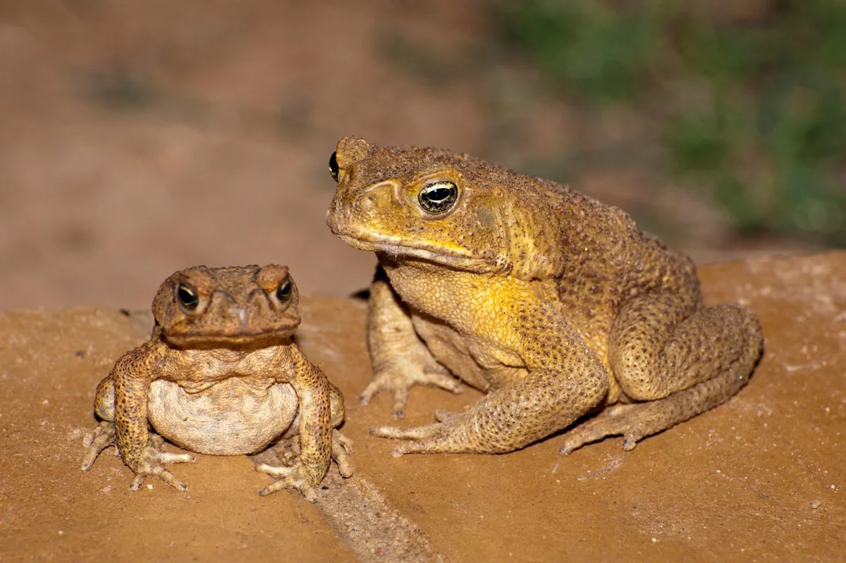 Australia spent millions fighting cane toads, then native predators solved the issue for free