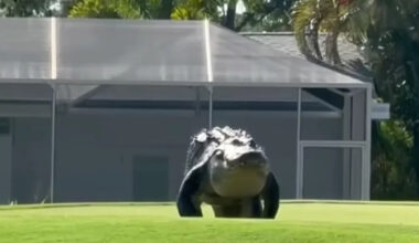 Florida golfer films massive alligator crossing course, then learns it's Gary, the local celebrity