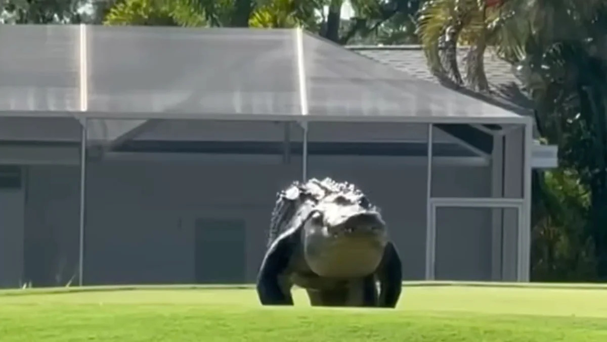 Florida golfer films massive alligator crossing course, then learns it's Gary, the local celebrity