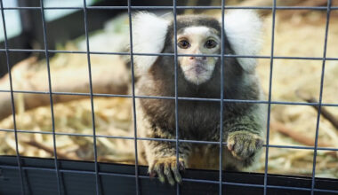 Abandoned on a London bus, a hidden marmoset is recovering at a sanctuary