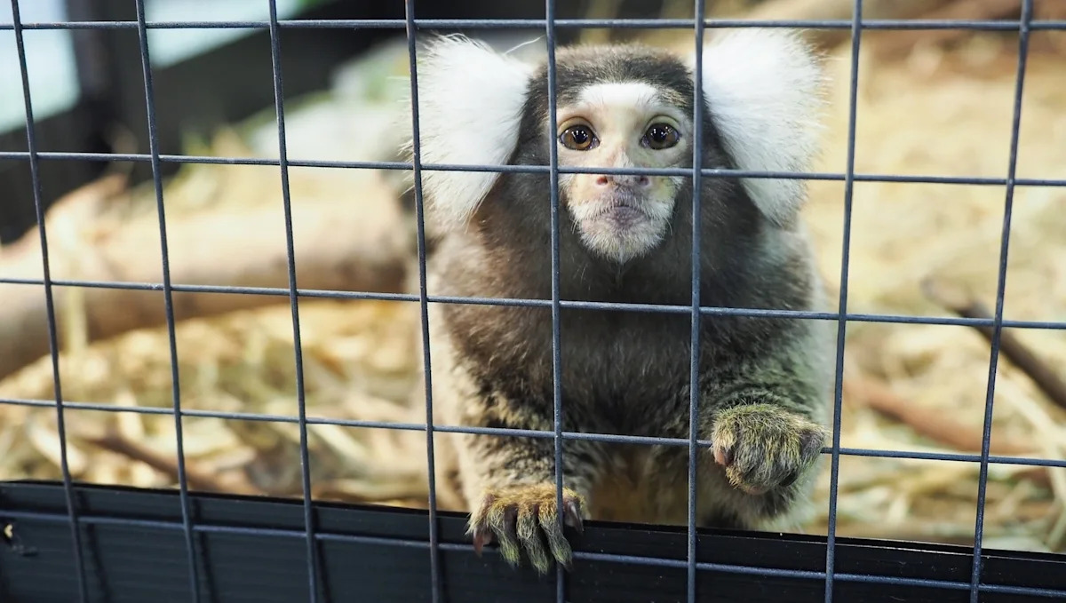 Abandoned on a London bus, a hidden marmoset is recovering at a sanctuary