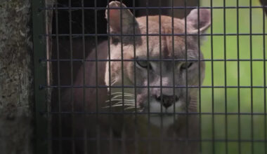 Dangerous wild animals are being kept as 'pets' in Britain, charity finds