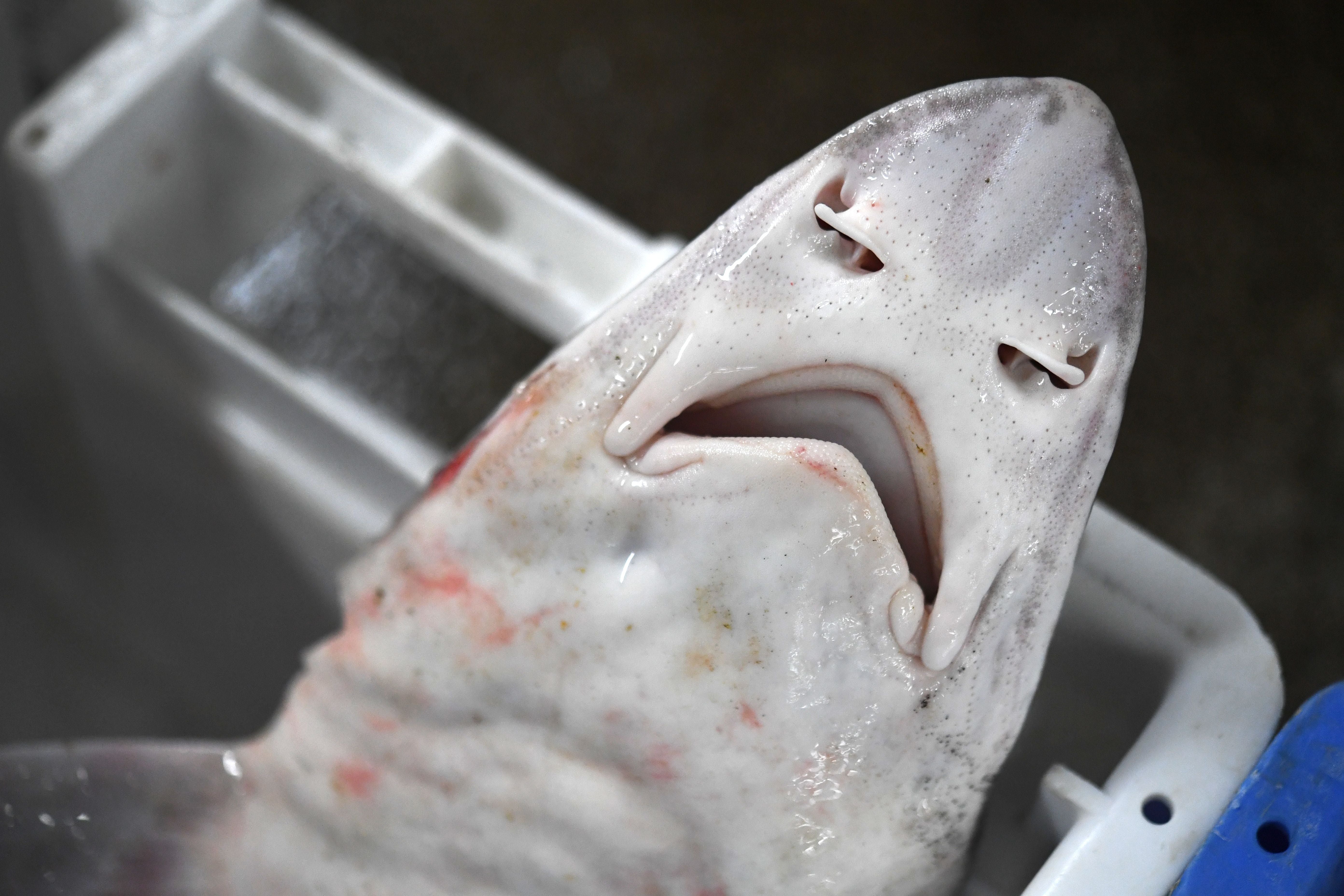 Nearly 30 dead dogfish sharks (similar to the one pictured in this file photo) washed ashore along a New Jersey beach Wednesday, raising questions about what caused the deaths