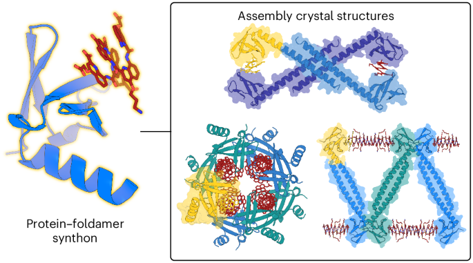 A protein–foldamer supramolecular synthon for self-assembled hybrid architectures