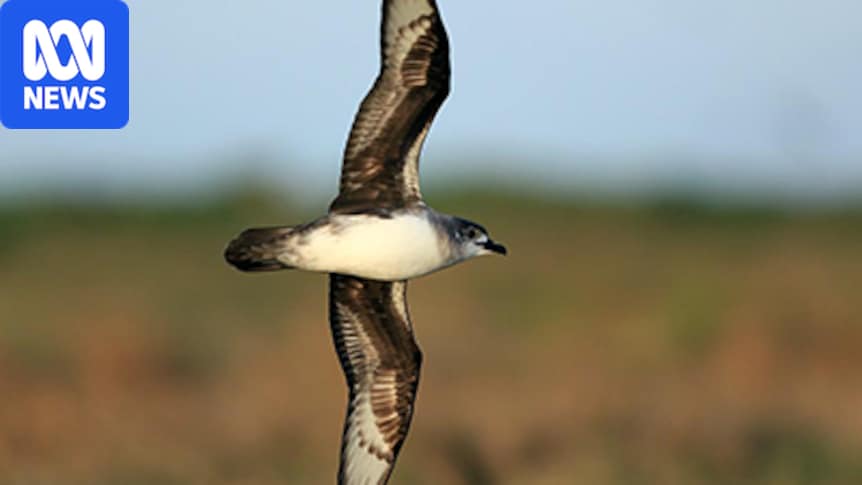 Threat to thousands of Australian birds and animals outlined as bird flu spreads