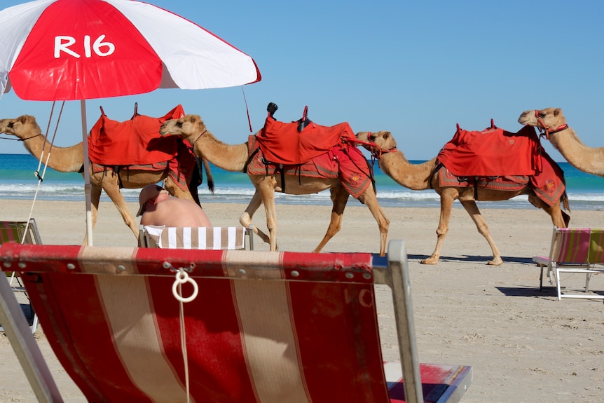 Camels on a beach.