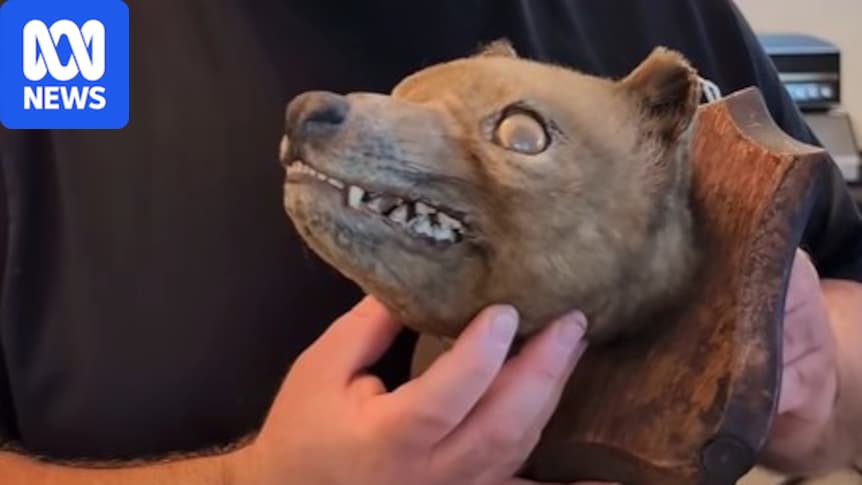 Thylacine head find at UK auction a 'holy grail' for collector James Cranfield
