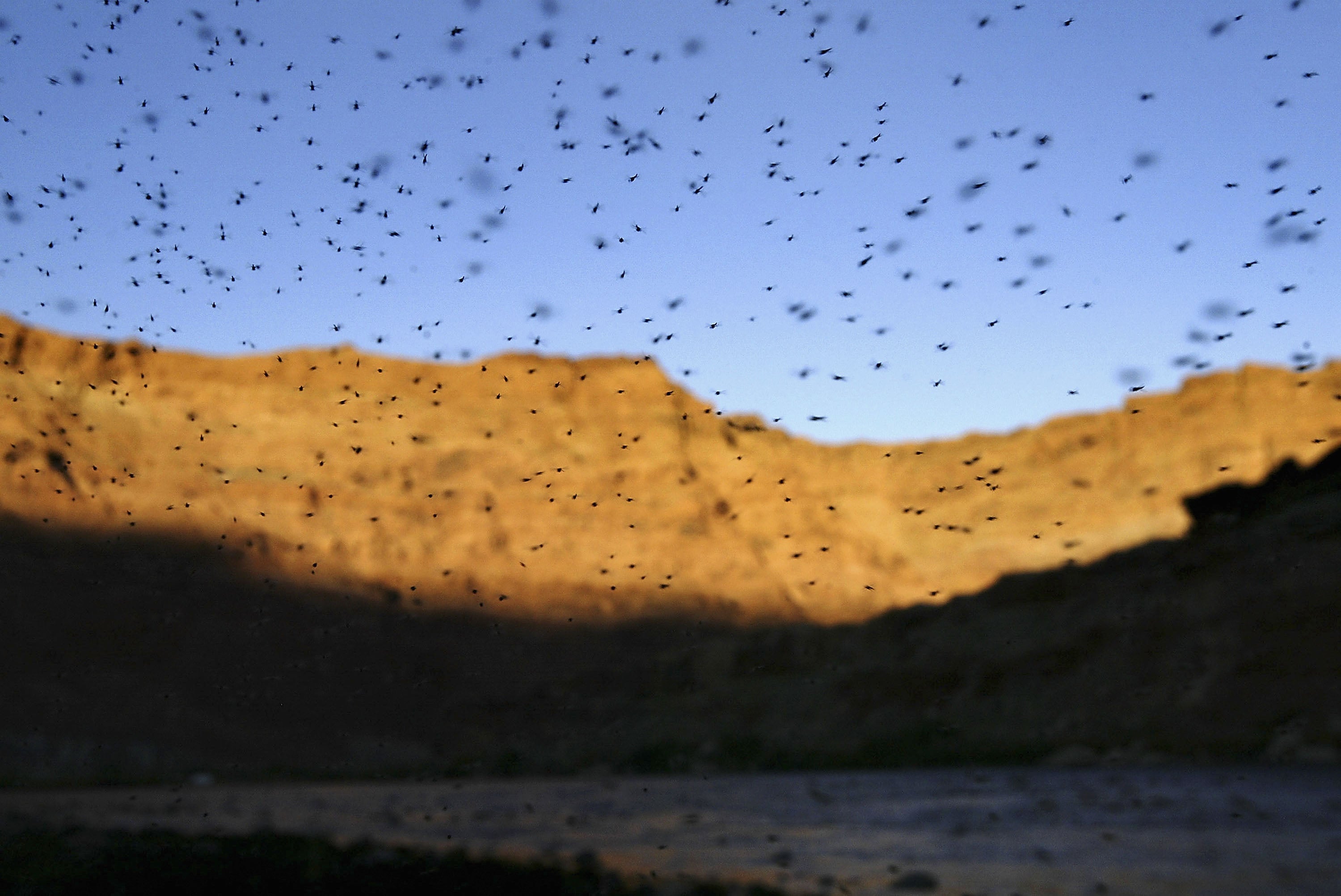 A cloud of mosquitoes swarms over the Colorado River, southwest of Page, Arizona. The state has been a high number of West Nile cases