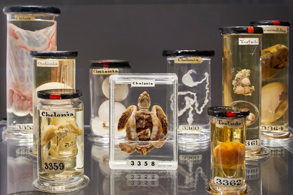 Hunterian Museum display cases