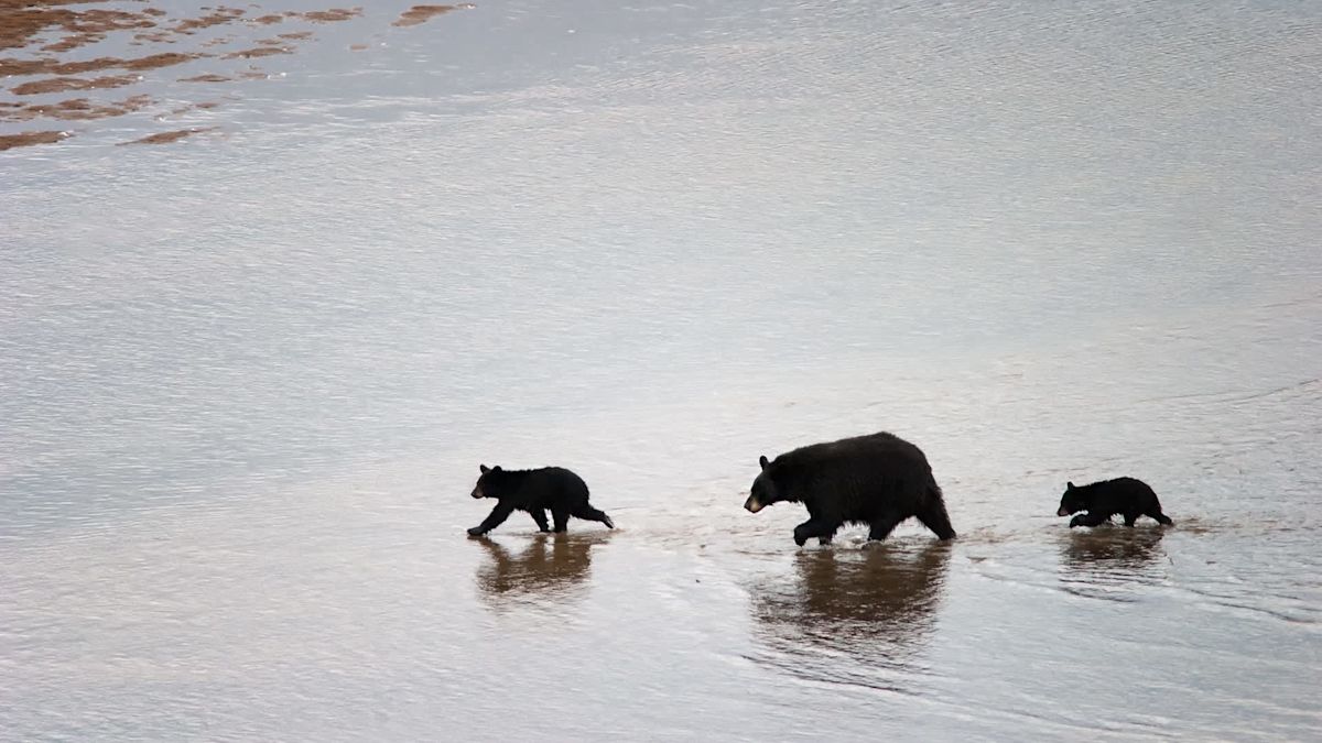 New Mexico resident says mother bear she watched with cubs for months was shot in a neighbor's yard