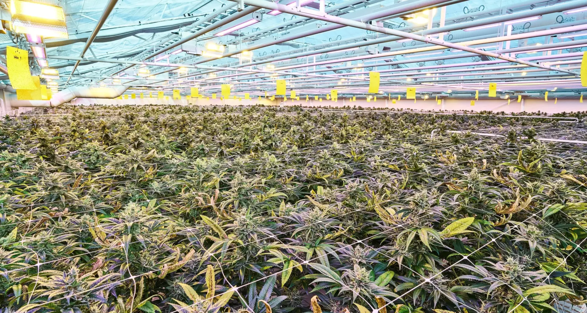 Is It An Open Goal For Germany’s New Cannabis Medicine?