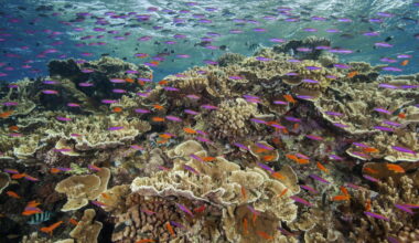 Contributor: The Great Barrier Reef refuses to die on schedule