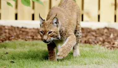 Rescued lynx takes first steps after fleeing war-torn Ukraine | News