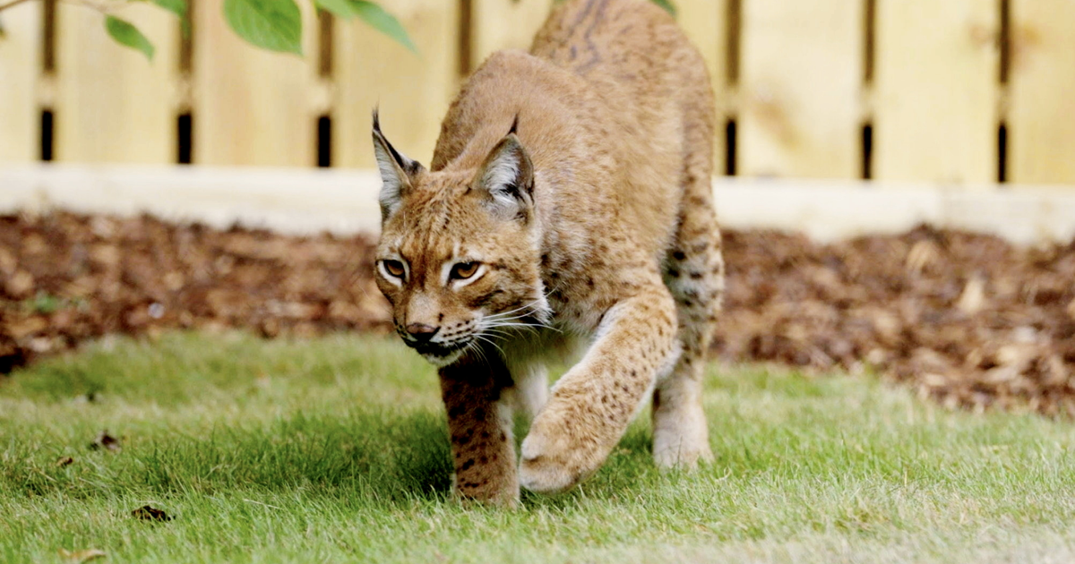 Rescued lynx takes first steps after fleeing war-torn Ukraine | National