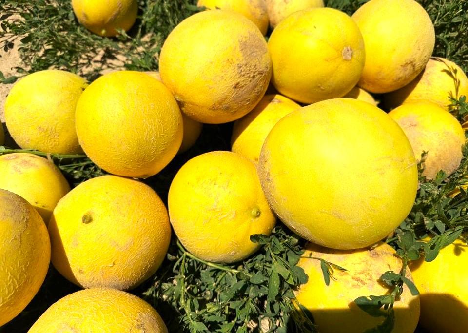 Melon prices rise sharply in Ukraine over the past week • EastFruit