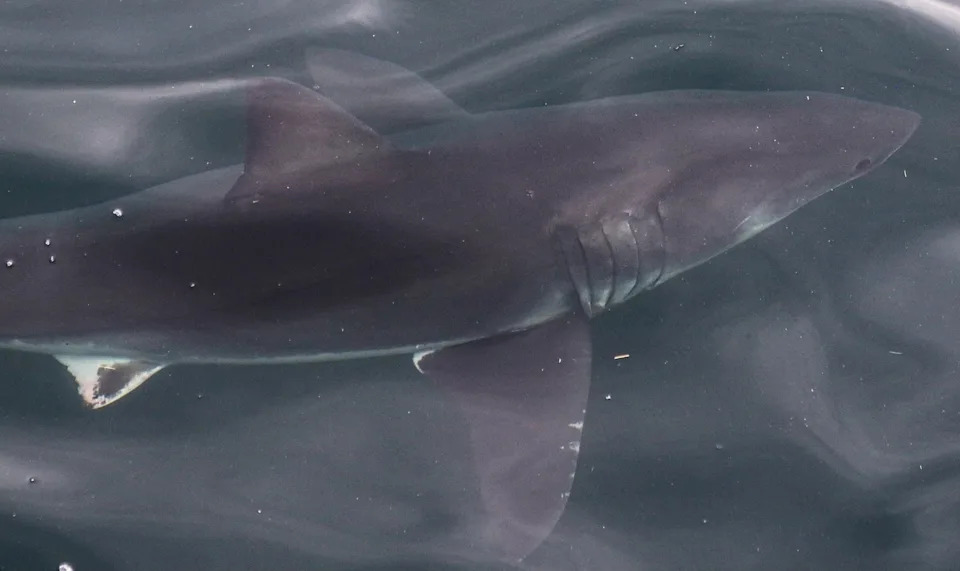 Credit: 7 Seas Whale Watch